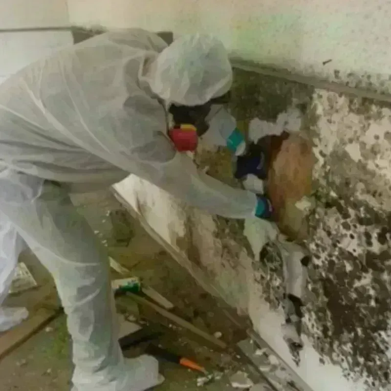 Mold Remediation and Removal in North Baltimore, OH